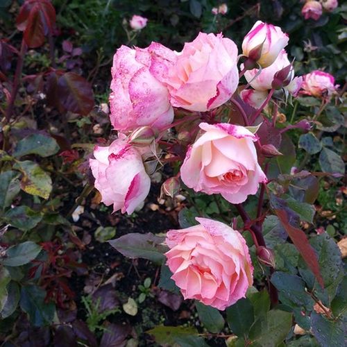 Virágágyi floribunda rózsa - Rózsa - Lake Como® - Online rózsa vásárlás